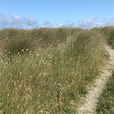 Sandstig genom gräslandskap vid havet.