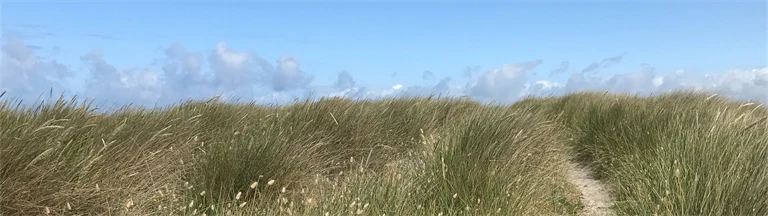 Sandstig genom gräslandskap vid havet.