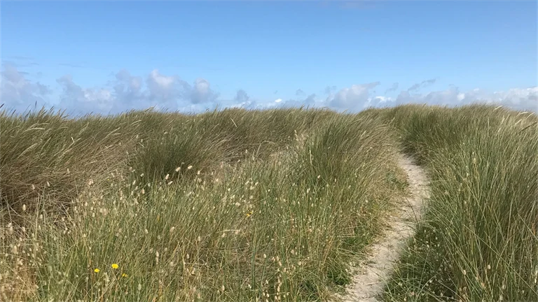 Sandstig genom gräslandskap vid havet.