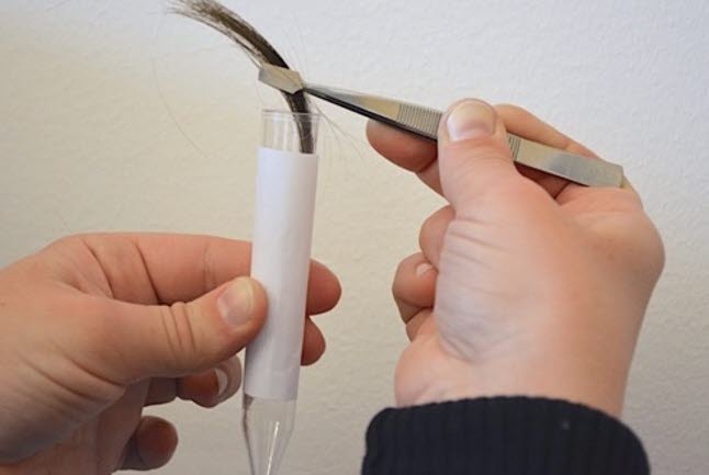 en person visar ett hårprov som hålls med hjälp av en pincett i ett provrör