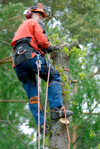 Arborist klättrar i ett träd