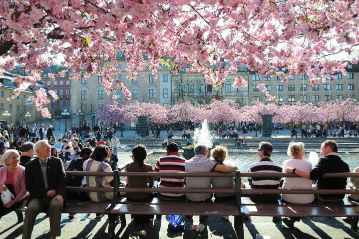 En grupp människor sitter på en bänk i Kungsträdgården, där körsbärsträden blommar.