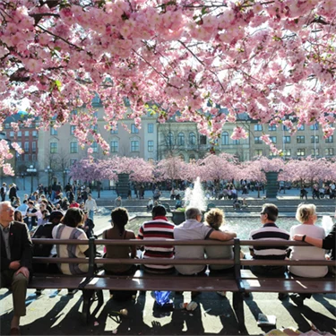 En grupp människor sitter på en bänk i Kungsträdgården, där körsbärsträden blommar.