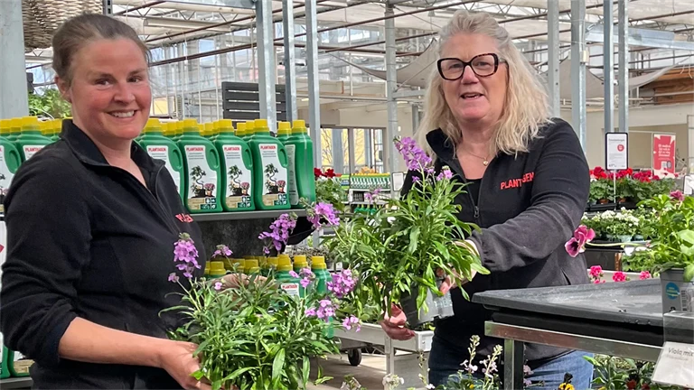 Två anställda på Plantagen står i Plantagens växthus och håller i varsin blomväxt