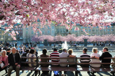 En grupp människor sitter på en bänk i Kungsträdgården, där körsbärsträden blommar.